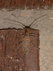 Saperda tridentata