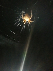 Neoscona crucifera