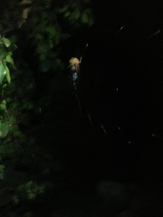Neoscona crucifera