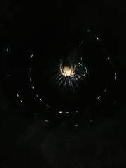 Neoscona crucifera