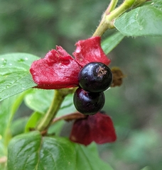 Lonicera involucrata involucrata