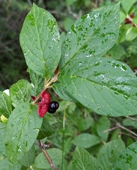 Lonicera involucrata involucrata