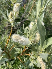 Salix petrophila