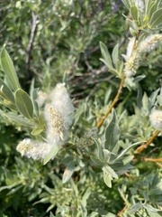 Salix petrophila