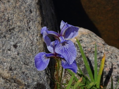 Iris hookeri