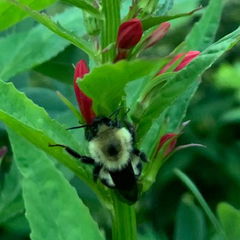 Bombus bimaculatus