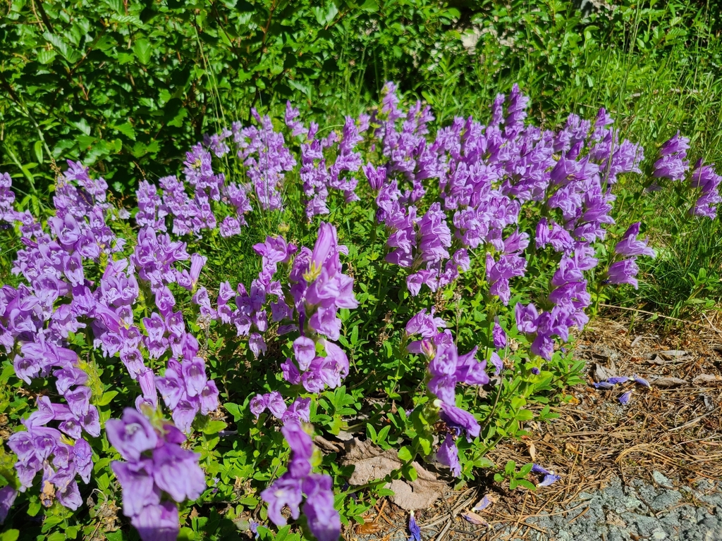 Cardwell's Beardtongue