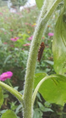 Proconiini