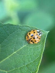 Harmonia axyridis