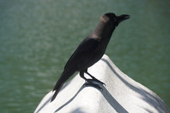 Corvus splendens