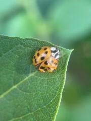 Harmonia axyridis