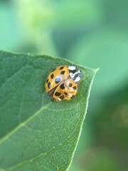Harmonia axyridis