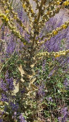 Verbascum sinaiticum