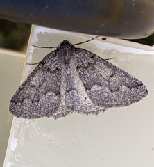 Sabulodes packardata