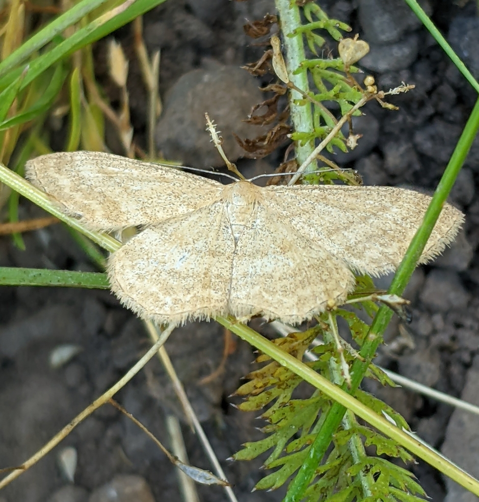 Scopula luteolata