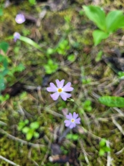 Primula mistassinica