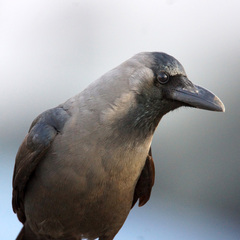 Corvus splendens