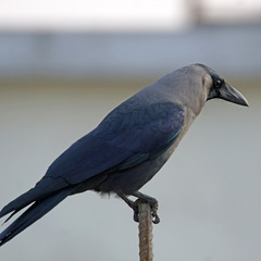 Corvus splendens