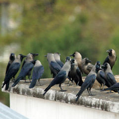 Corvus splendens