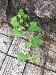 Ampelopsis glandulosa heterophylla