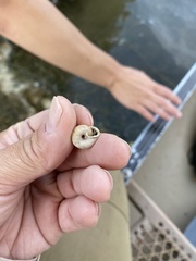 Triodopsis tridentata