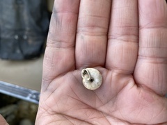 Triodopsis tridentata