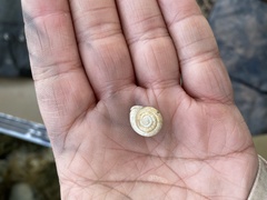 Triodopsis tridentata