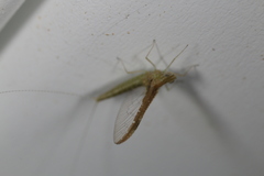 Callibaetis fluctuans