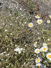 Ctenucha rubroscapus
