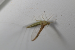 Callibaetis fluctuans