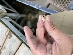 Triodopsis tridentata