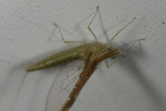 Callibaetis fluctuans