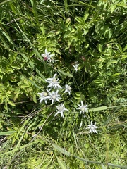 Leontopodium junpeianum