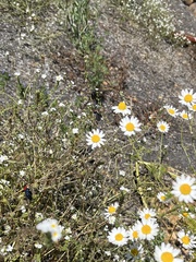 Ctenucha rubroscapus