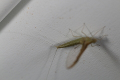 Callibaetis fluctuans