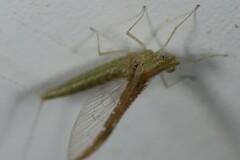 Callibaetis fluctuans