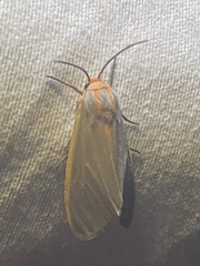 Pygarctia abdominalis