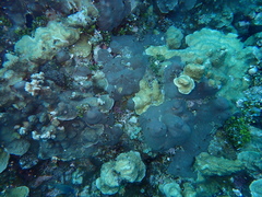 Clathria eurypa