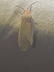 Pygarctia abdominalis