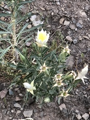 Mentzelia nuda