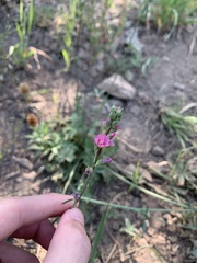 Sidalcea oregana spicata