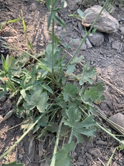 Sidalcea oregana spicata