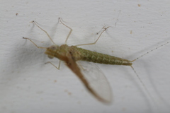 Callibaetis fluctuans