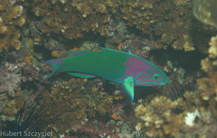 Sunset Wrasse photo 5