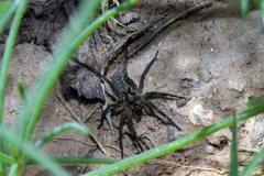 Hogna coloradensis