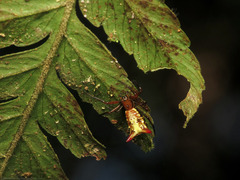 Micrathena guerini