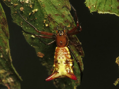 Micrathena guerini