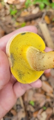 Xerocomellus bolinii