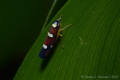 Erythrogonia odonsera