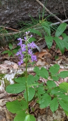 Platanthera grandiflora